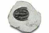 Diademaproetus Trilobite Fossil - Morocco #251028-2